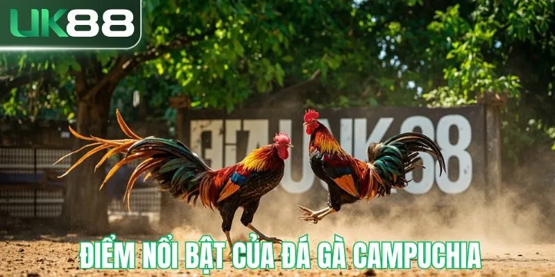 Điểm nổi bật của đá gà campuchia