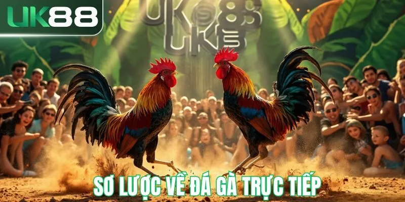 Sơ lược về đá gà trực tiếp 