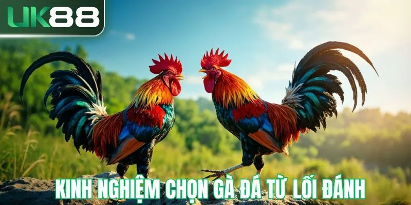 Kinh nghiệm chọn gà đá theo cách đánh